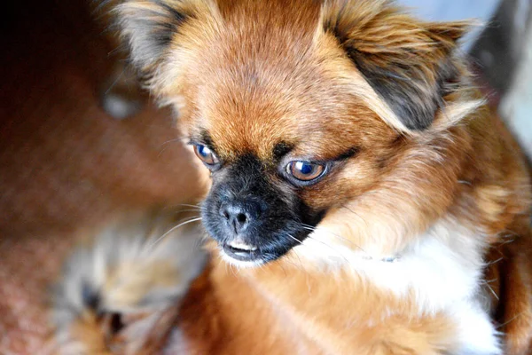 Pekinés Mira Distancia Perrito Pekinés Esponjoso Perro Realmente Quiere Ser —  Fotos de Stock