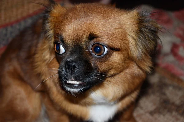 A small Pekingese dog with big eyes looks into the camera lens.