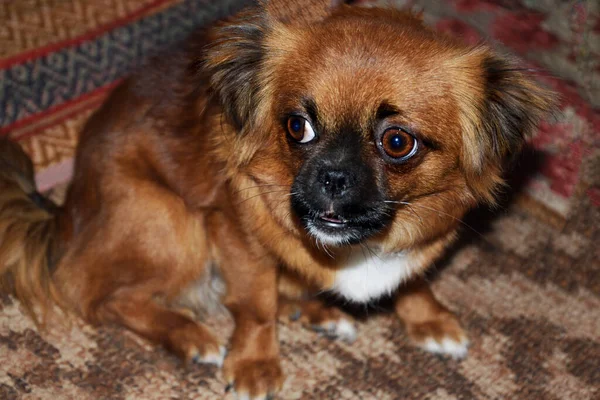 Pequeño Pekinés Muestra Sus Dientes Aleja Del Fotógrafo —  Fotos de Stock