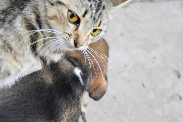 灰猫拥抱着狗 从上面看了看框架 狗和猫是朋友 — 图库照片