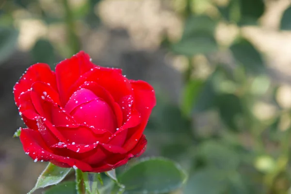 Red rose is covered with snow. Queen of flowers rose one on the banner.