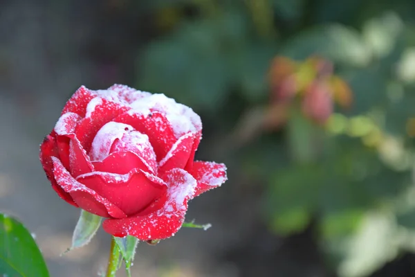Red rose is covered with snow. Queen of flowers rose one on the banner.