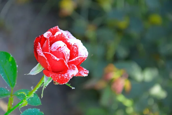 Red rose is covered with snow. Queen of flowers rose one on the banner.