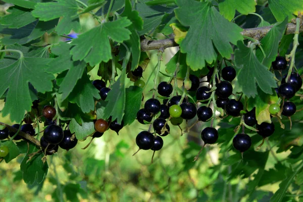 Blackcurrant Bush Branch Green Foliage Black Currant Berries — Stock Photo, Image