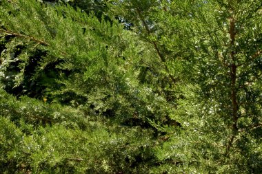 Birçok farklı kozalaklı dallara yakın çekim