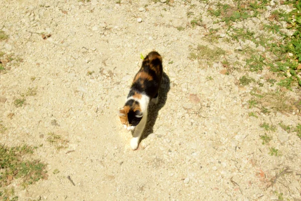 Tricolor Cat Walks Itself Country Road Brown Black White Cat — Stock Photo, Image