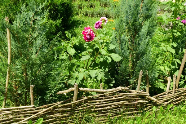 Cerca Rústica Del Estanque Seto Encierra Jardín Con Dalias Florecientes — Foto de Stock