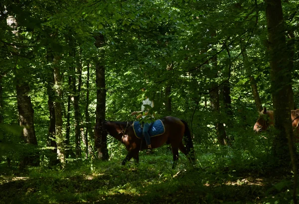 Les Chevaux Reposent Sous Selle Arrêt Plusieurs Chevaux Baie Sont — Photo