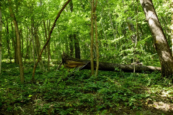 Devasa bir ağaç devrildi ve diğer ağaçların arasında yatıyor..