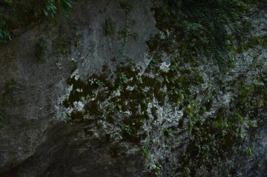 Gri kayalar bazı yerlerde yeşil yosun ile kaplanmış..