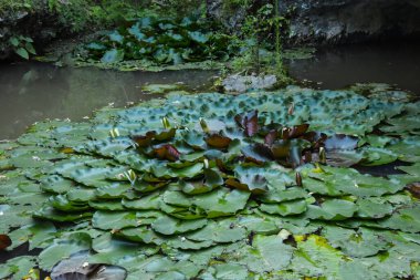 Açılmamış küçük bir nilüfer gölü. Lotus yaprakları güzel doğal bir zemin oluşturur..