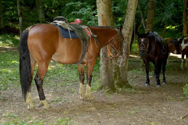 Pferde Ruhen Sich Unter Dem Sattel Aus Mehrere Lorbeerpferde Sind — Stockfoto