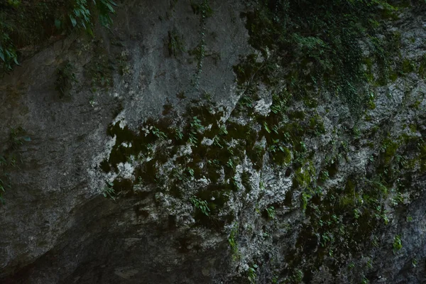 Gri kayalar bazı yerlerde yeşil yosun ile kaplanmış..