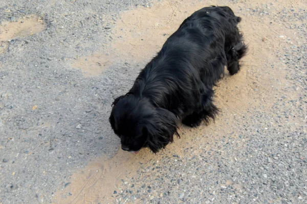 Ένα Λυπημένο Σκυλί Κατέβασε Κεφάλι Της Στο Έδαφος Και Βαδίζει — Φωτογραφία Αρχείου