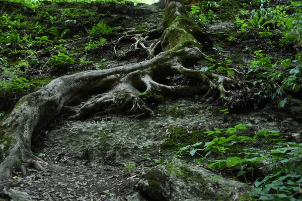 这是一个不同寻常的树根 它很大 看起来像一只蜥蜴 免版税图库图片