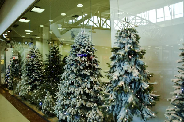 Schaufenster Mit Vielen Verschiedenen Weihnachtsbäumen Mit Kunstschnee Gepuderte Tannen Stehen — Stockfoto