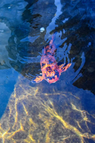 Ornamental orange carp, carp stuck its head out of the water and opened its mouth. Pond with decorative goldfish. Large orange goldfish. — Stock Photo, Image