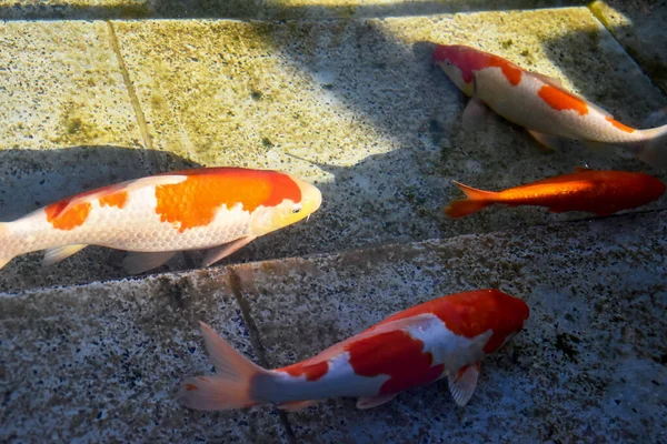 Colorful decorative fish swim in an artificial pond. Unusual colorful carps or koi fish swim in the pond in the park. Beautiful Japanese koi fish playing in the pond.