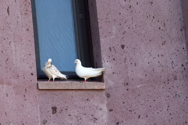 两只白鸽坐在石头窗台上.大楼是用红色的绒毛做成的，窗户上坐着两只鸽子. 图库照片