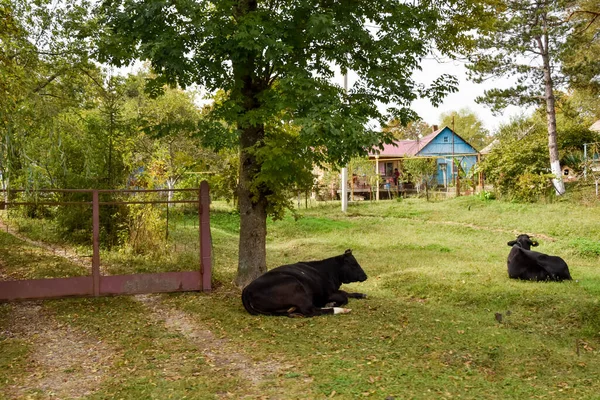 Две Коровы Привязаны Лужайке Перед Домом Коровы Привязаны Столбу Зеленой — стоковое фото