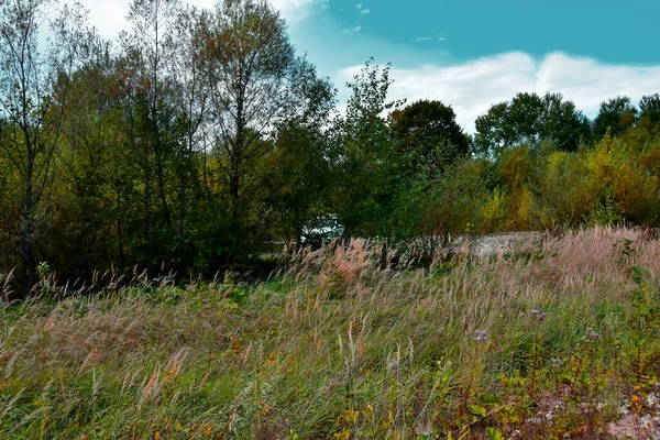 A forest and a clearing, a white car can be seen behind the trees in the distance. There is no one, the grass is heading.