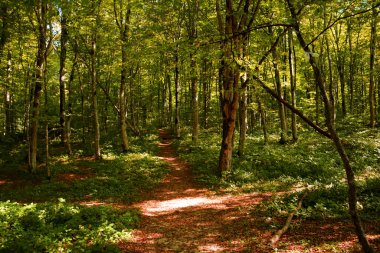 Uzun ağaçlardan oluşan bir orman. İnsanlar tarafından çiğnenmiş ağaçların arasından geçen geniş bir patika. Ağaçlı ve patikalı sonbahar ormanı.