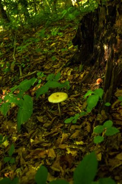 Bir mantar mantarı ağacın altındaki yaprakların arasında yetişir. Sonbahar ormanı ve yalnız mantar.
