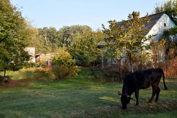 Une Vache Brune Est Attachée Près Une Maison Dans Pré — Photo