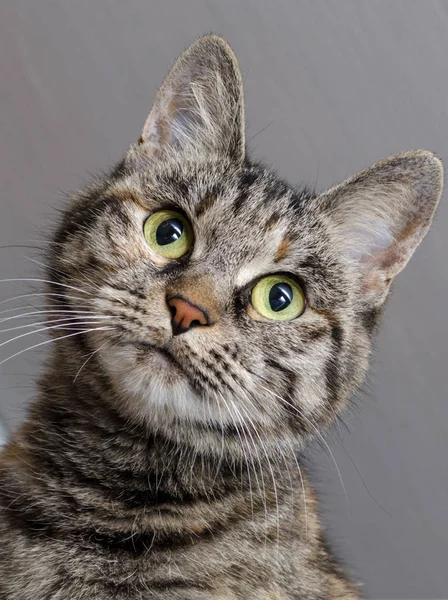 Gato Gris Con Ojos Verdes —  Fotos de Stock