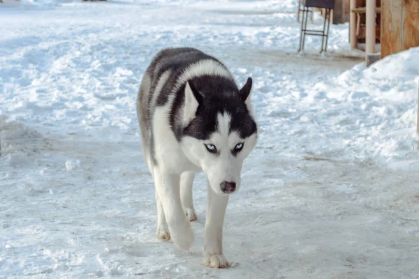 Mavi Gözlü Husky Açık Havada — Stok fotoğraf