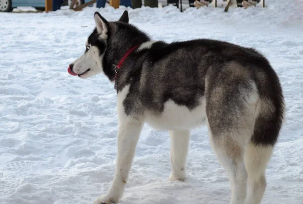 Собака Хаскі Взимку Прогулянку — стокове фото