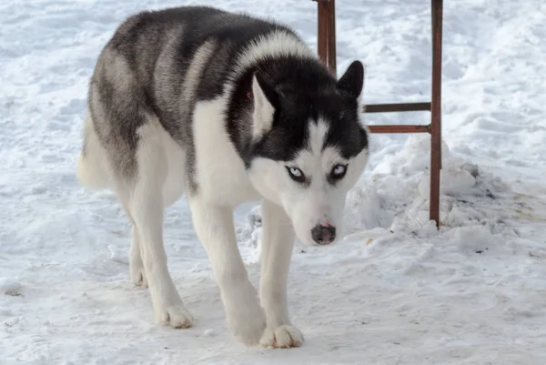 Hund Husky Winter Spazieren — Stockfoto