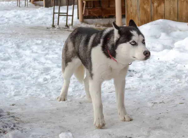 Hund Husky Winter Spazieren — Stockfoto