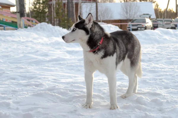 犬の散歩冬のハスキー — ストック写真