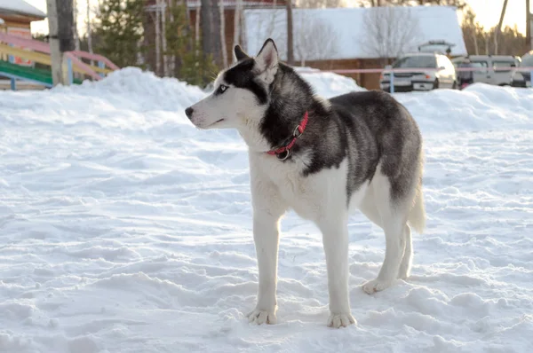 Bir Yürüyüş Için Kışın Husky Köpek — Stok fotoğraf