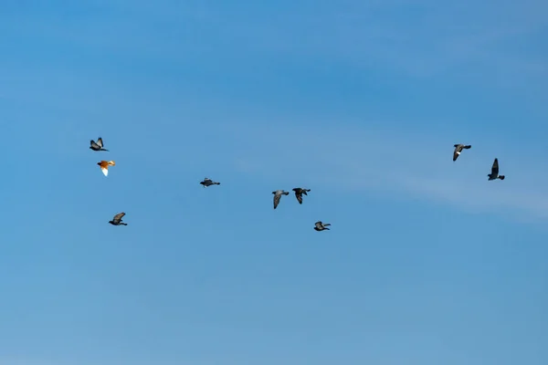 Bir sürü karşı mavi gökyüzü uçan güvercin