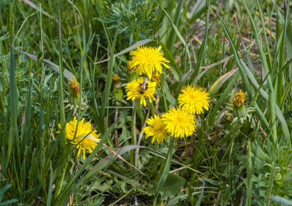 Diente de león amarillo y abeja en el prado. Primavera Verano . — Foto de Stock