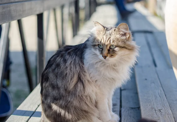 Grå katt på gatan — Stockfoto