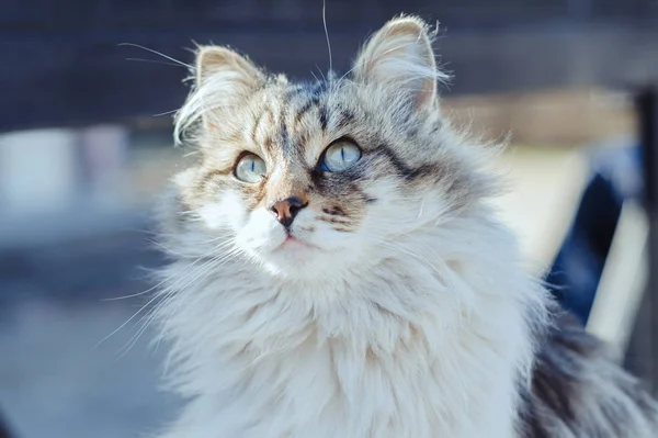 Graue Katze auf der Straße — Stockfoto