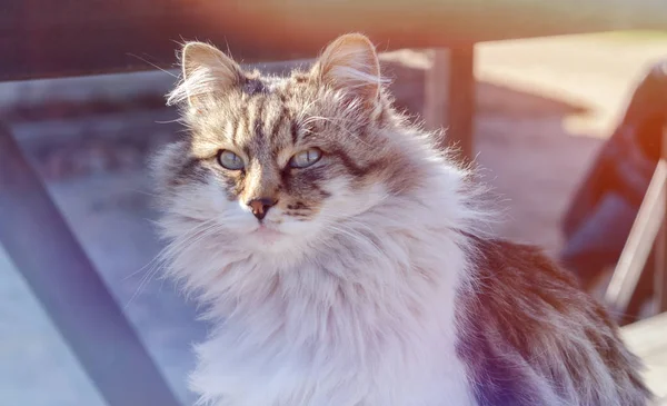 Grijze kat op straat — Stockfoto