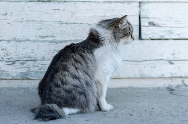 Szürke macska az utcán — Stock Fotó
