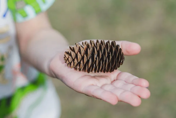 Big fir cone in the hand of a child — Stock Photo, Image