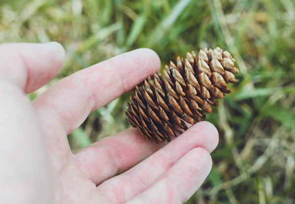 Dry fir cone in the hand of man against the background of green — Stock Photo, Image