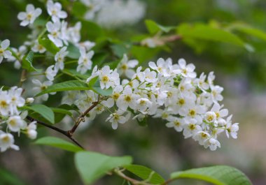 Beyaz çiçeklerle kuş kiraz Dalı. Bahar.