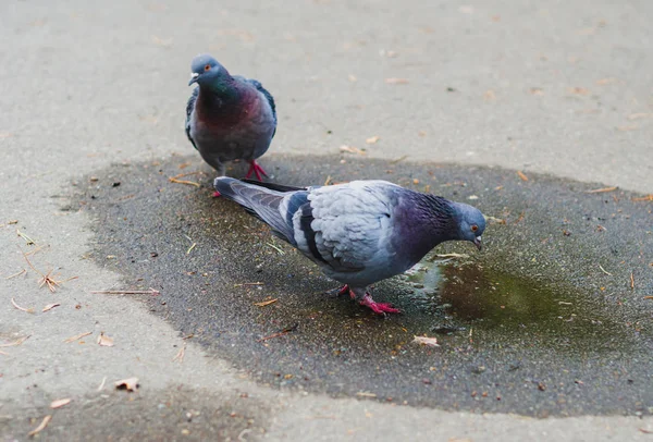 Tauben laufen die Straße entlang. Vögel. — Stockfoto