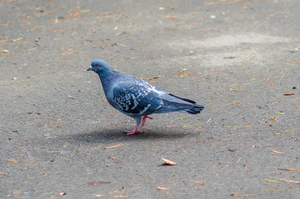 Una colomba sulla strada — Foto Stock