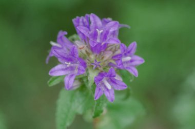 yeşil arka plan üzerinde mor çiçek çan