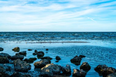 Florida 'nın batısındaki Terra Ceia Su Koruma Alanı' nın muhteşem güzelliği..