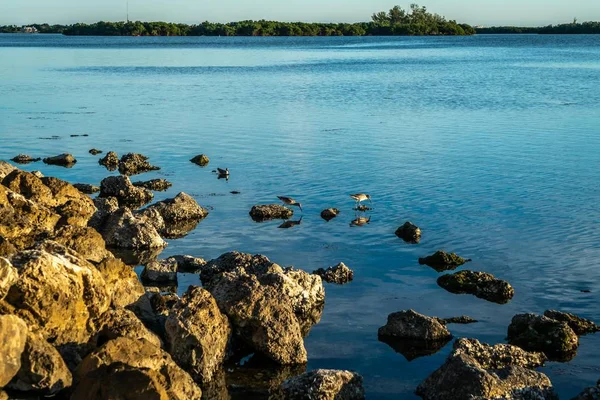 Magnificent Beauty Terra Ceia Aquatic Preserve West Central Florida — Stock Photo, Image