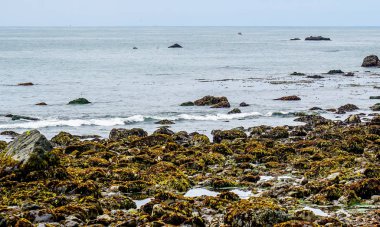 Crescent City California 'daki bu çarpıcı limanın üzerinden sis kalkıyor. Gün ışığını getirin..